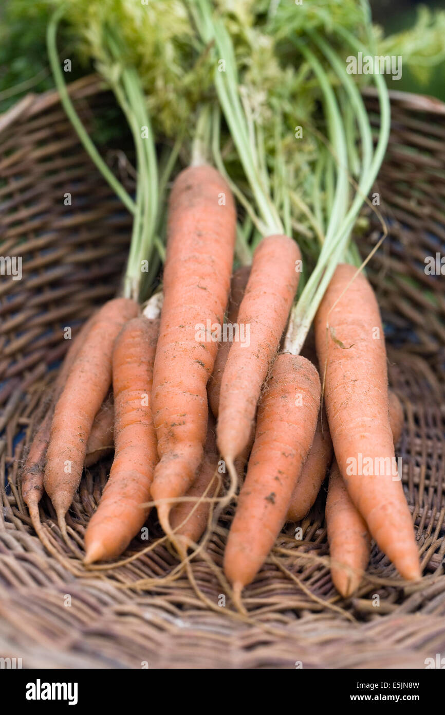 Daucus carota. Appena raccolto le carote. Foto Stock