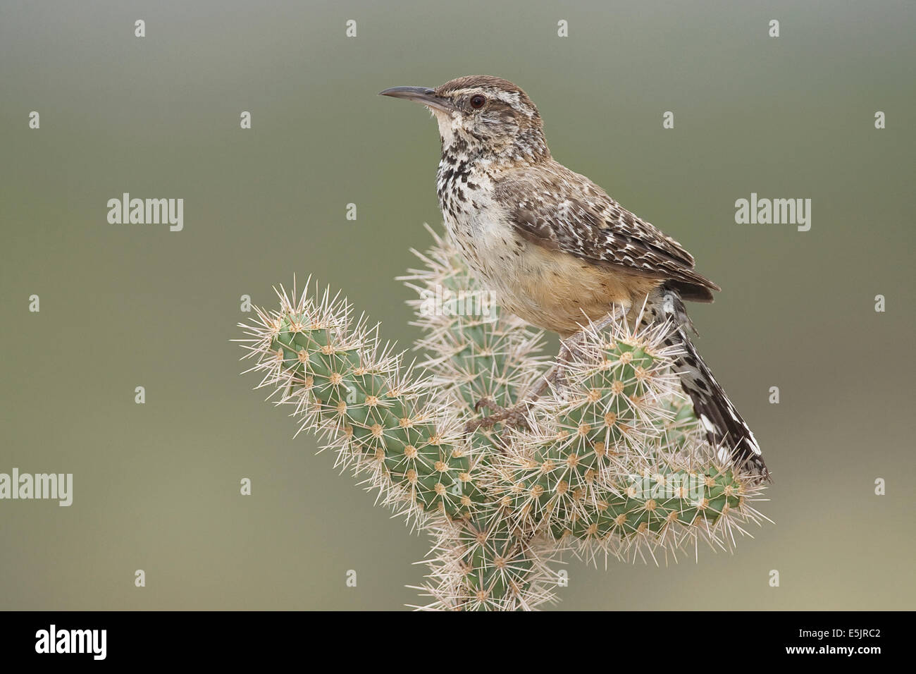 Cactus Wren - Campylorhynchus brunneicapillus - per adulti Foto Stock