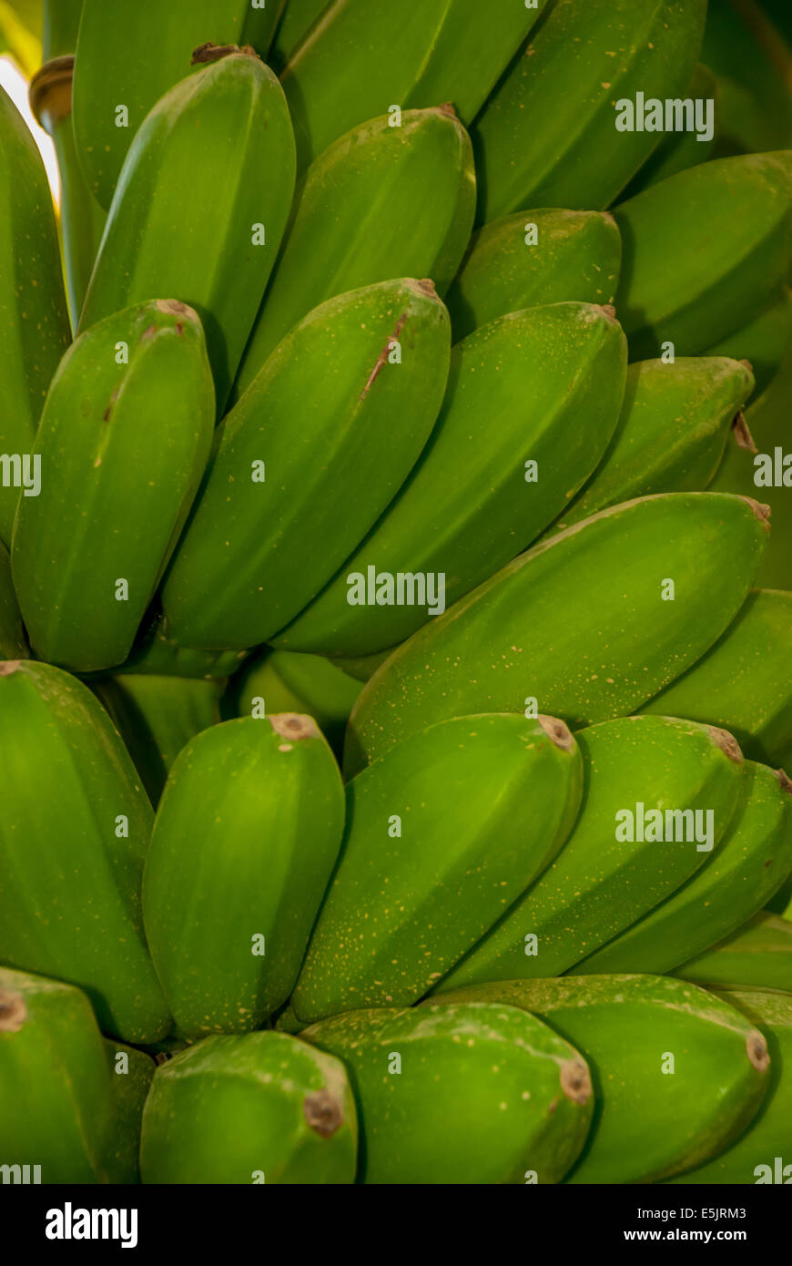 Serrati i grappoli di banane crescono su un albero in Costa Rica Foto Stock