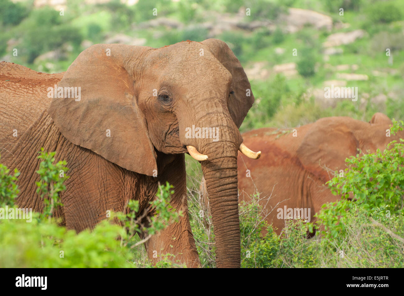 Elefante africano, Tsavo West, Parco Nazionale, Kenya, Africa. Foto Stock