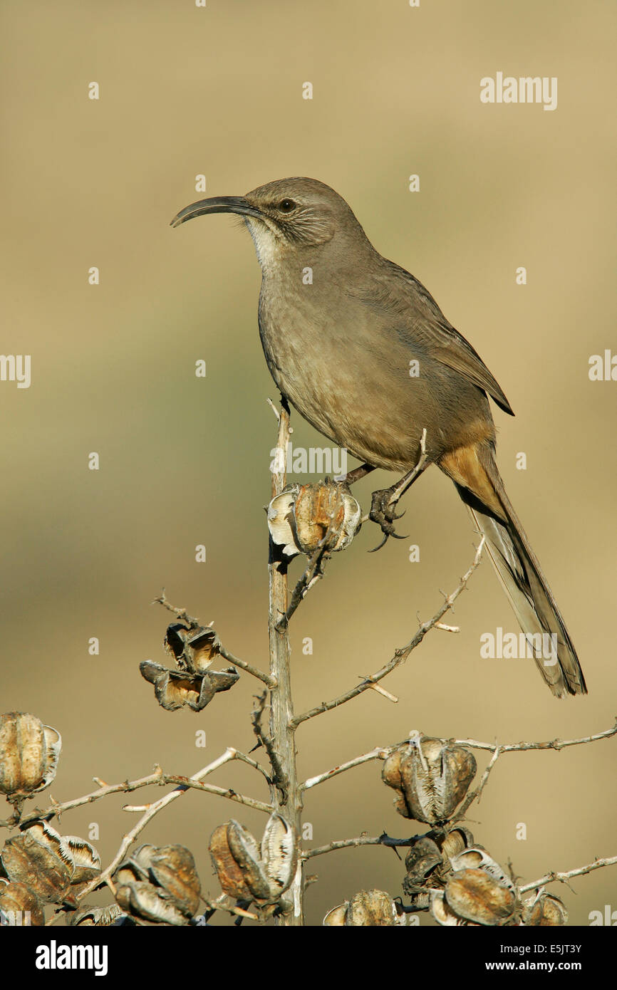 California Thrasher - Toxostoma redivivum - per adulti Foto Stock