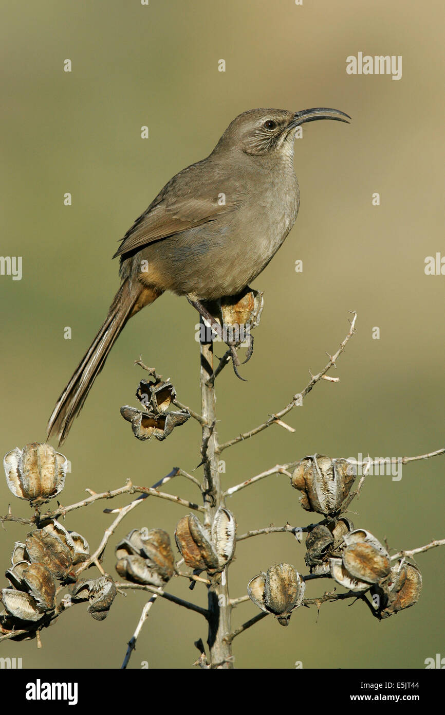 California Thrasher - Toxostoma redivivum - per adulti Foto Stock