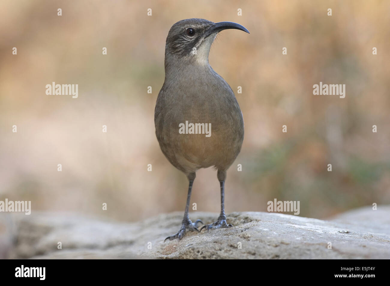 California Thrasher - Toxostoma redivivum - per adulti Foto Stock