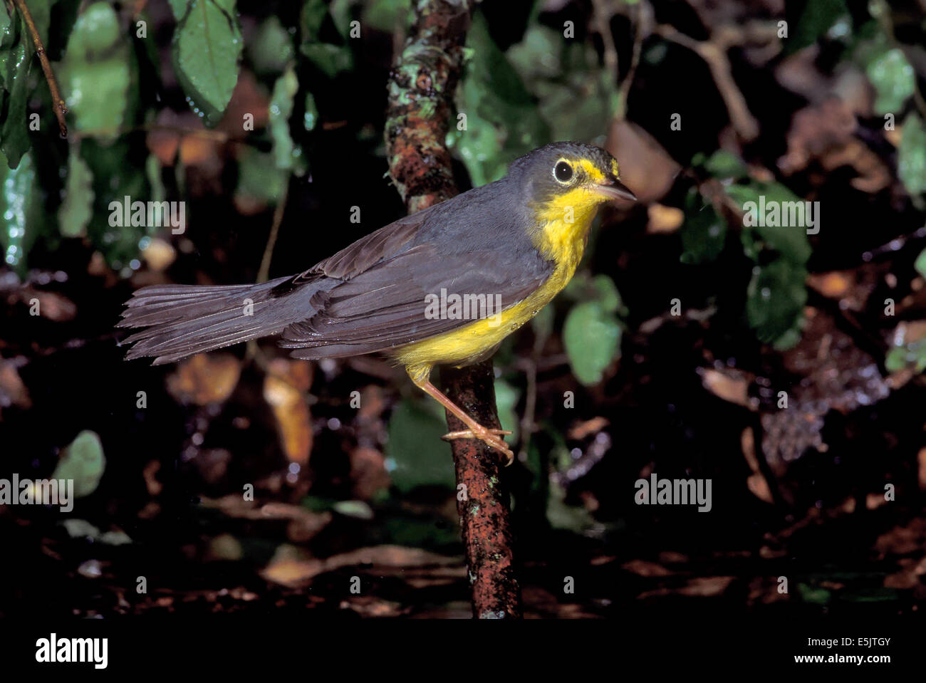 Canada trillo - Wilsonia canadensis - femmina adulta Foto Stock