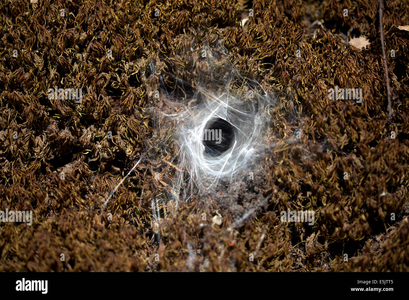 Nido di ragno a Villaluenga del Rosario, Sierra de Grazalema parco naturale, la provincia di Cadiz Cadice, Andalusia, Spagna, 4 aprile 2014. Foto Stock