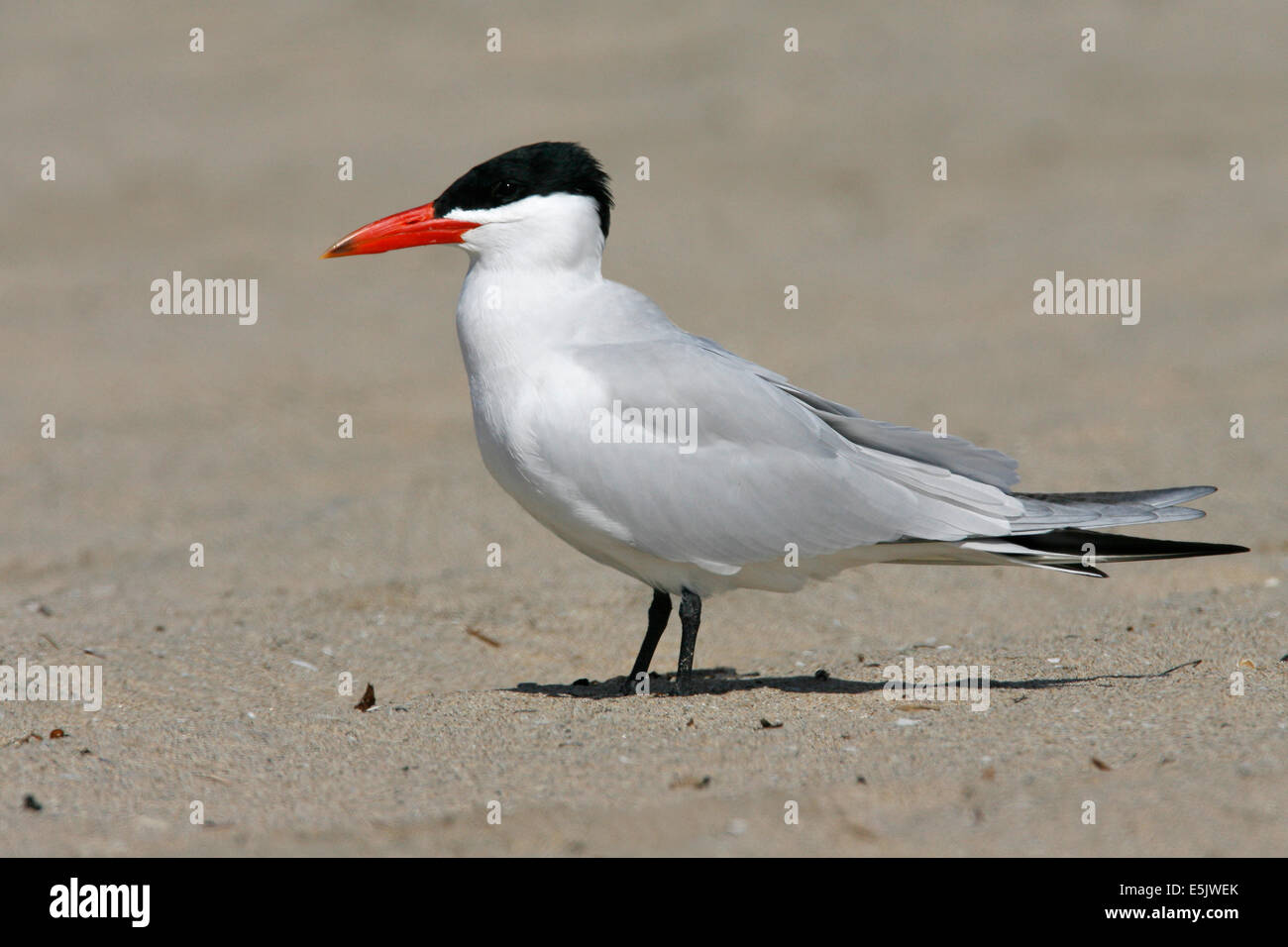 Caspian Tern - Hydroprogne caspia - adulti da riproduzione Foto Stock