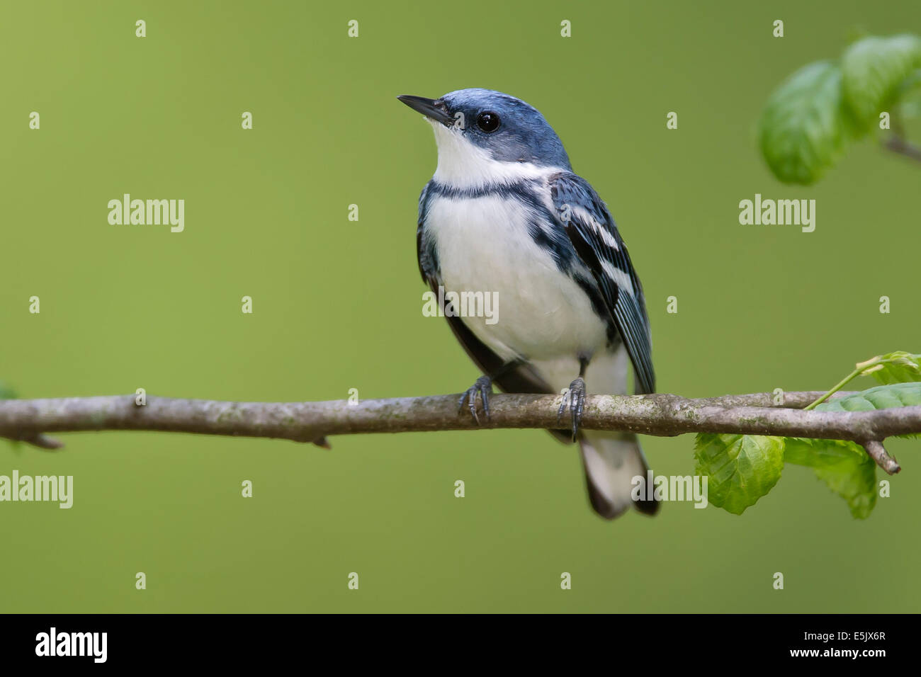 Il Cerulean trillo - Dendrica cerulea - adulti maschi riproduttori Foto Stock