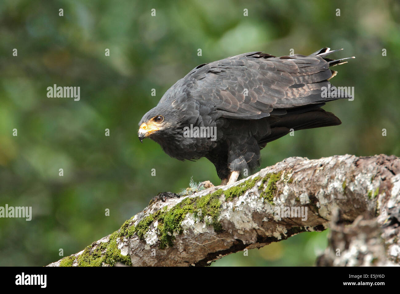 Black-Hawk comune - Buteogallus anthracinus - per adulti Foto Stock