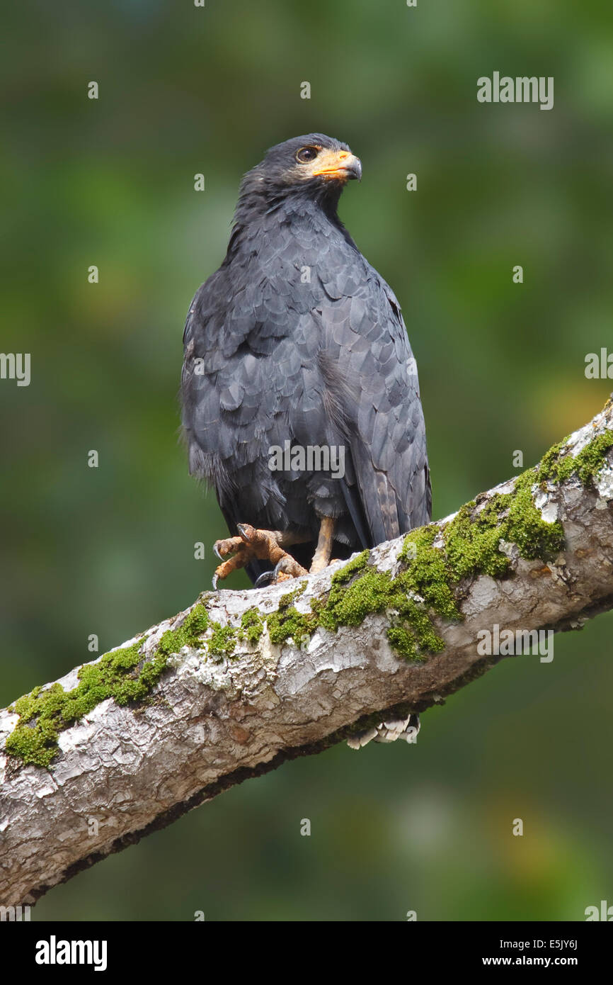 Black-Hawk comune - Buteogallus anthracinus - per adulti Foto Stock