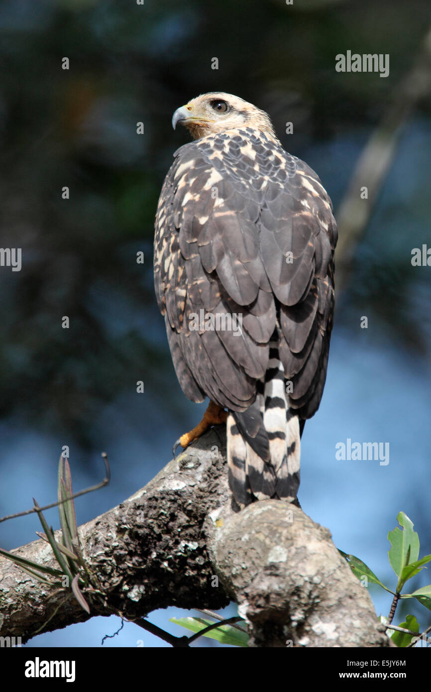 Black-Hawk comune - Buteogallus anthracinus - immaturo Foto Stock