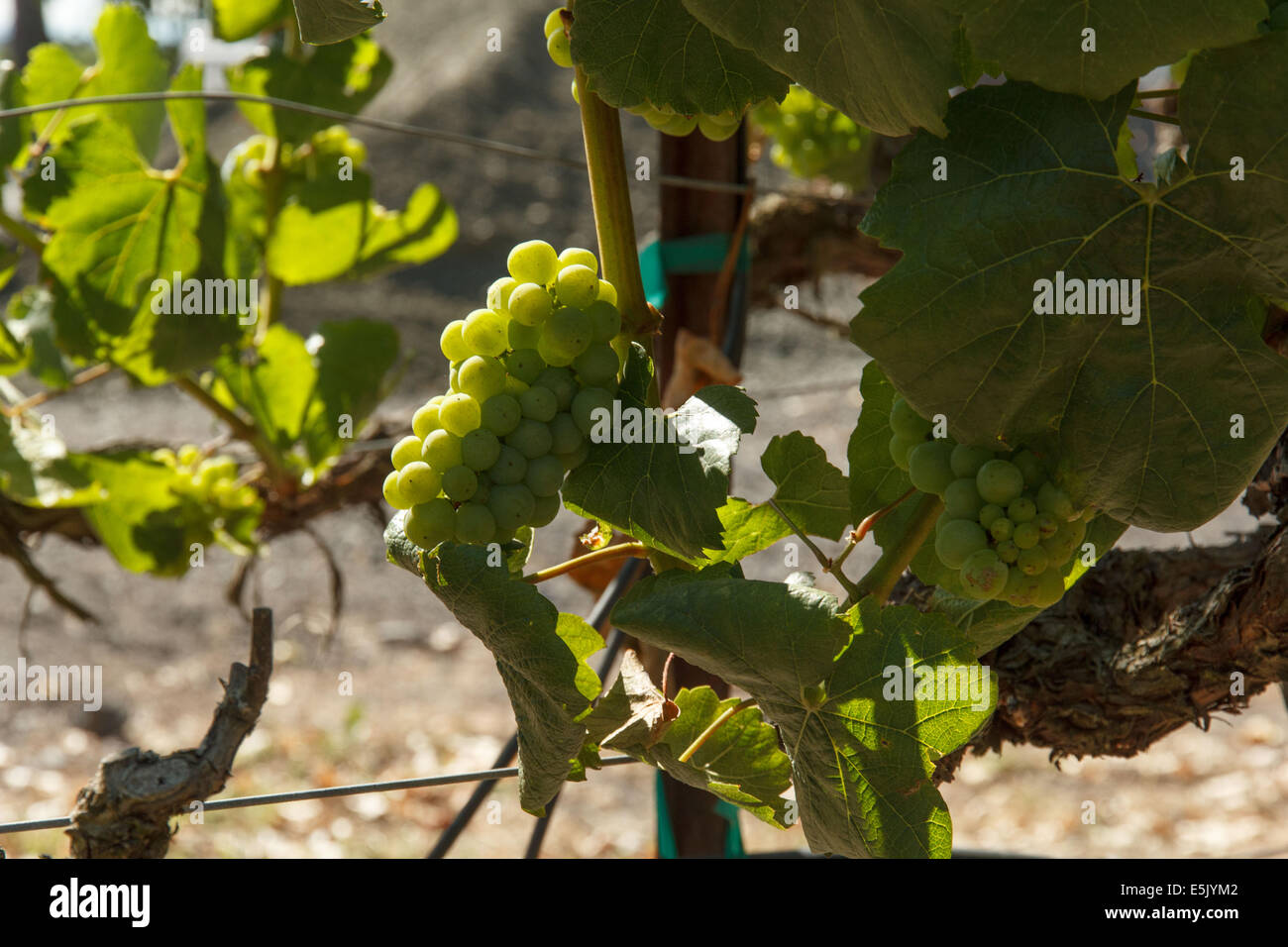 Close-up di NEO germogliando uve Chardonnay e foglie Foto Stock