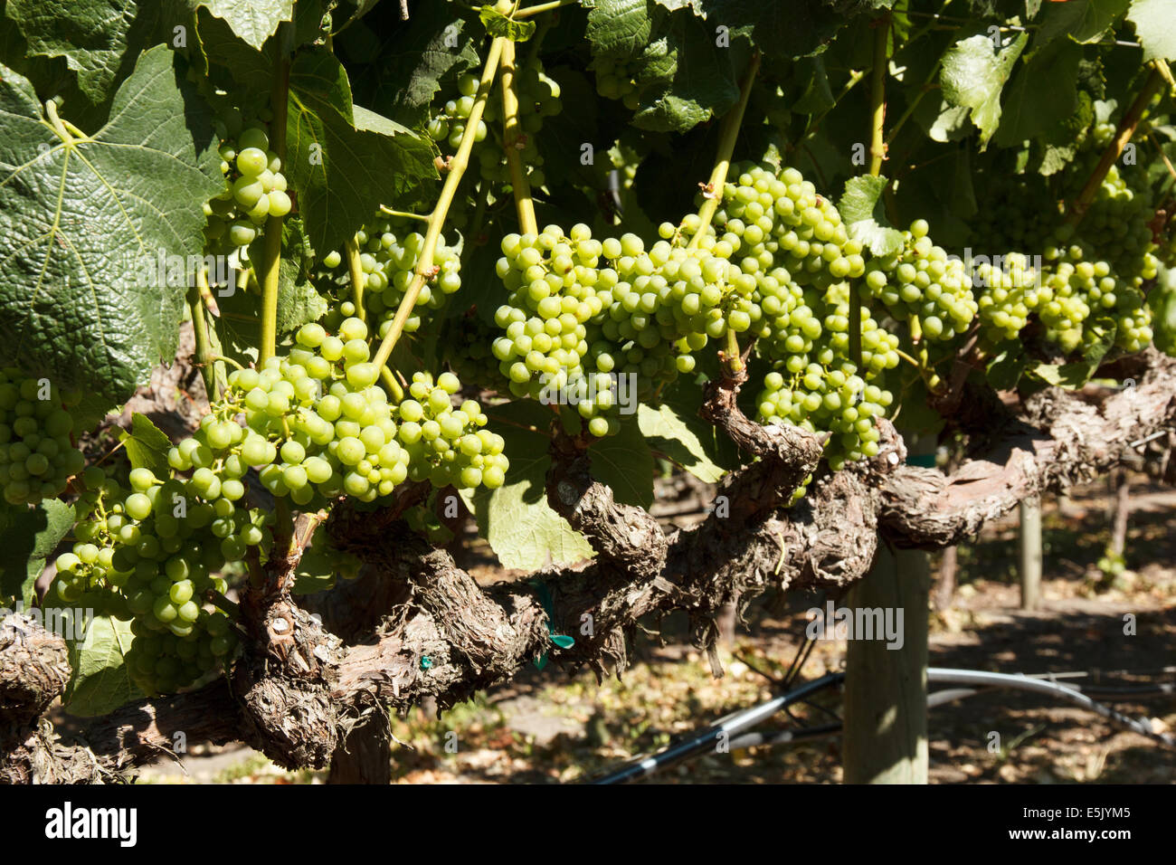 Close-up di NEO germogliando uve Chardonnay e foglie Foto Stock