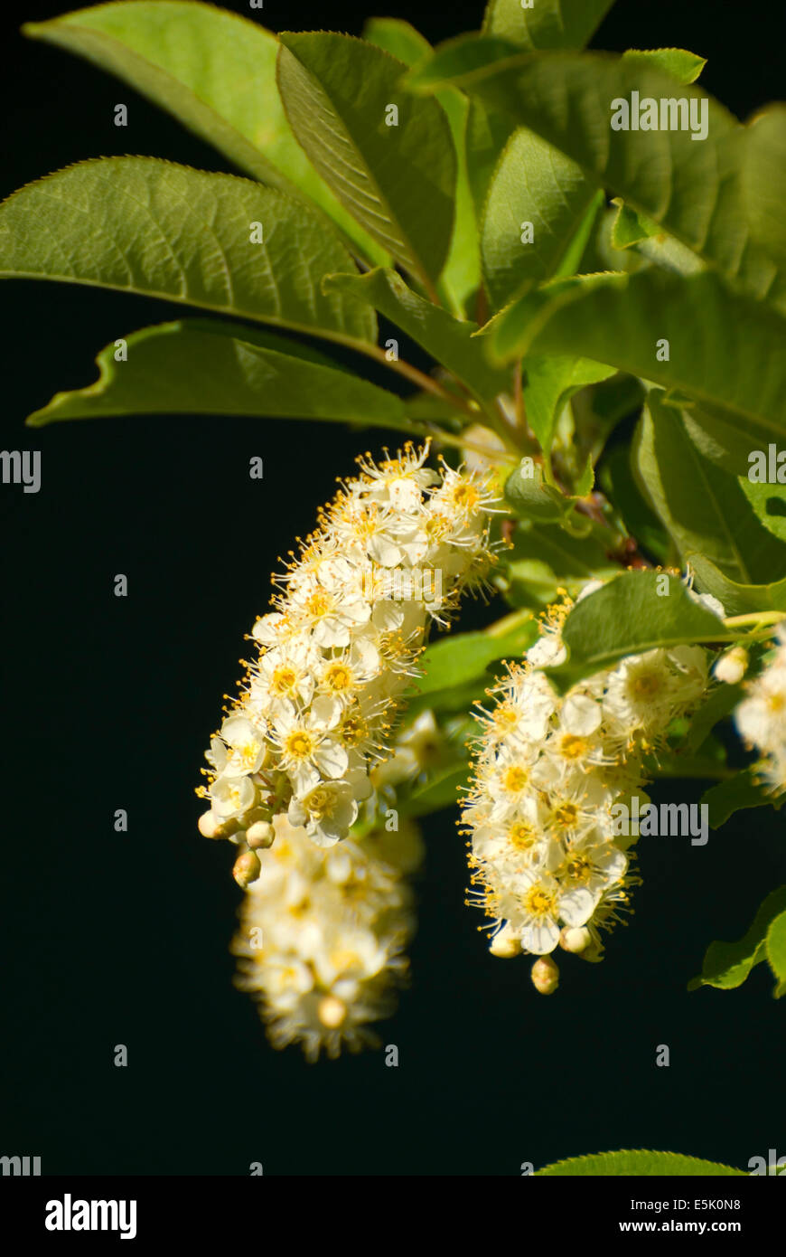 Strozzatura fiori di ciliegio, Metolius Wild & Scenic River, Deschutes National Forest, Oregon Foto Stock