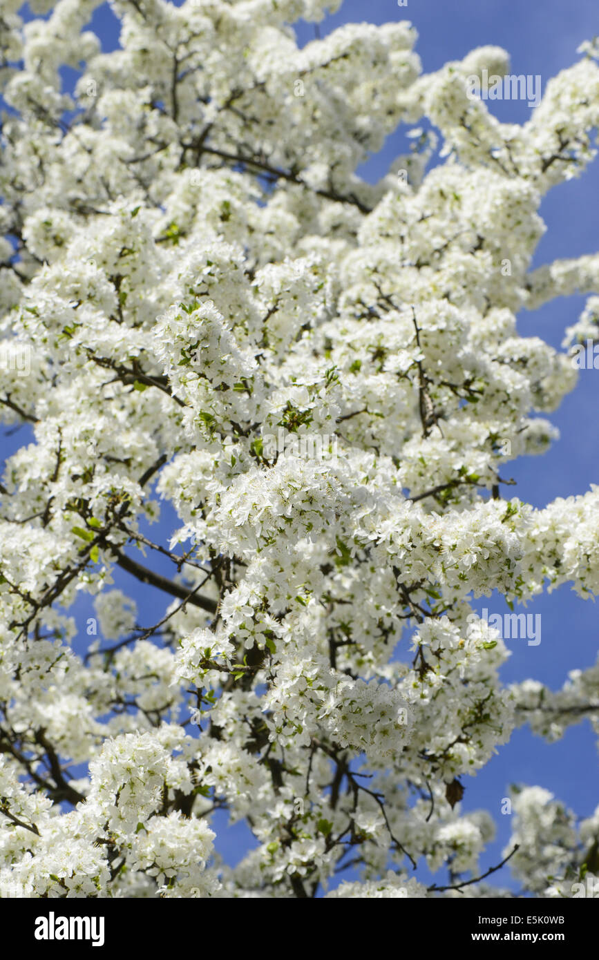 Prunus sp. Foto Stock