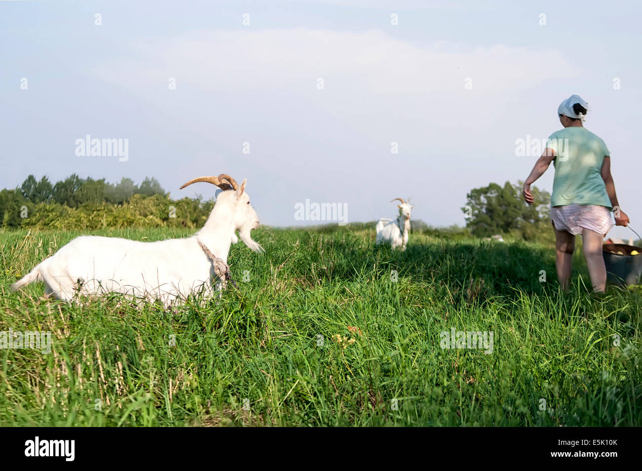 Donna capre di alimentazione Foto Stock