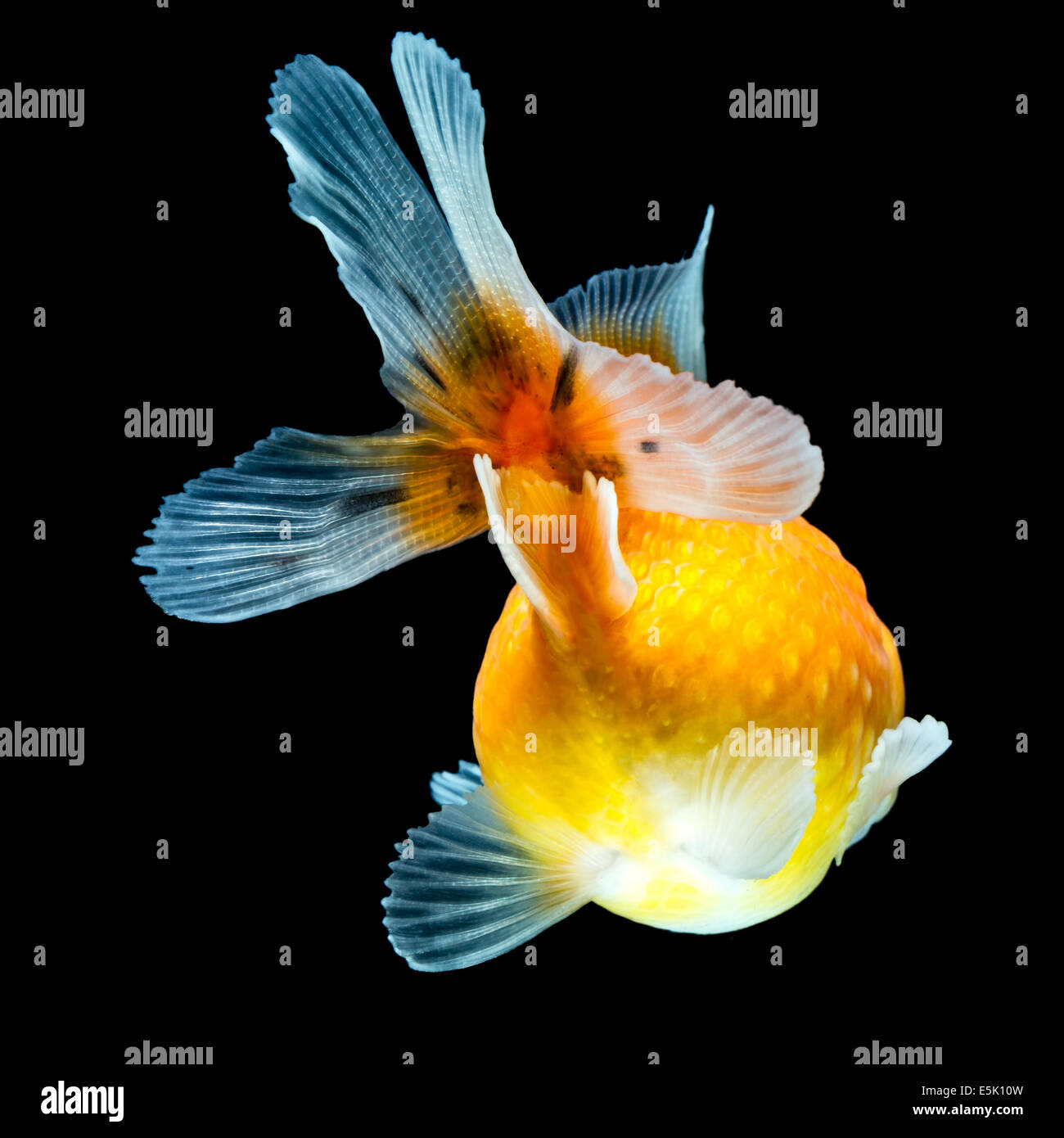 Un primo piano di un pesce rosso con un corpo tondo arancione e pinne traslucide e fluenti, tra cui una grande pinna di coda con bordi blu-grigi e arancio vicino al corpo. Il pesce viene mostrato da un angolo dall'alto verso il basso Foto Stock