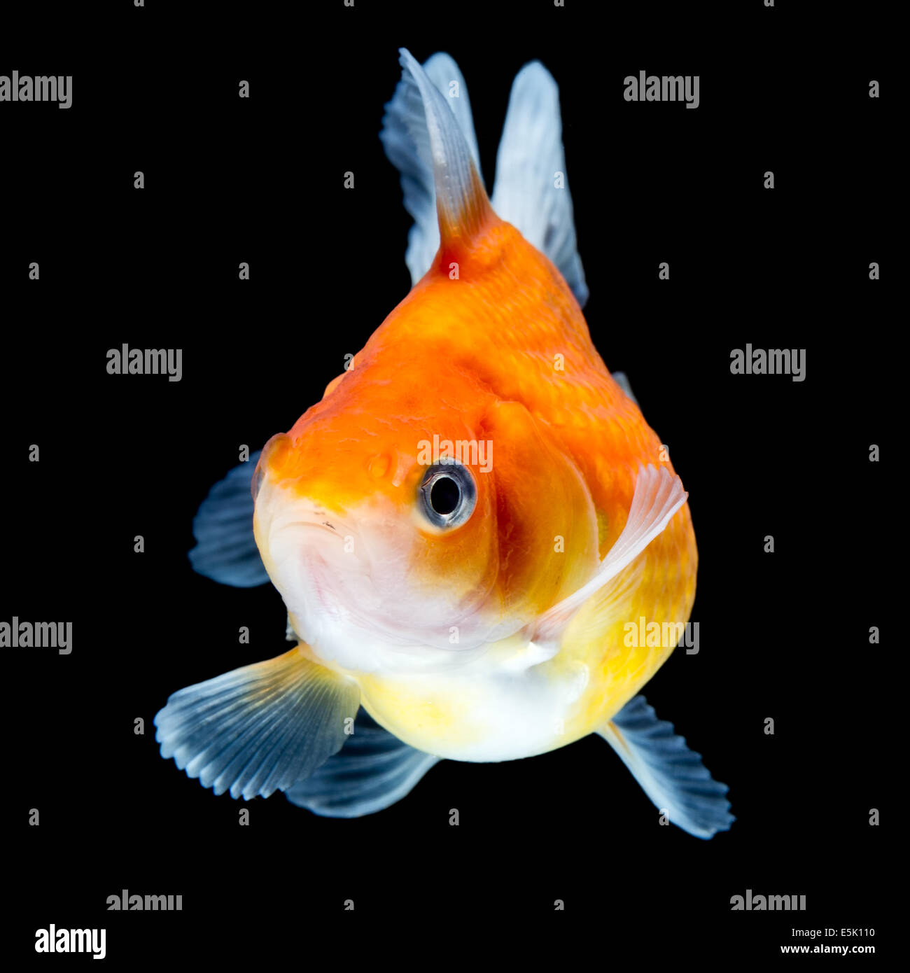 Pearlscale Goldfish isolato sul nera di alta qualità Studio shot rimosso manualmente dal background così il Finnage è completa Foto Stock