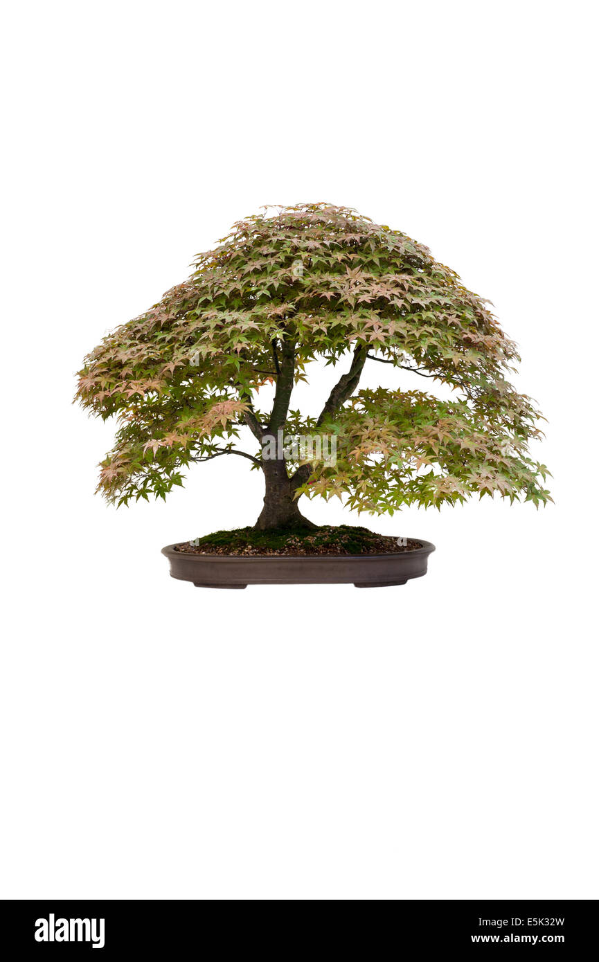 Acero giapponese acer palmatum deshojo albero di bonsai isolato Foto Stock