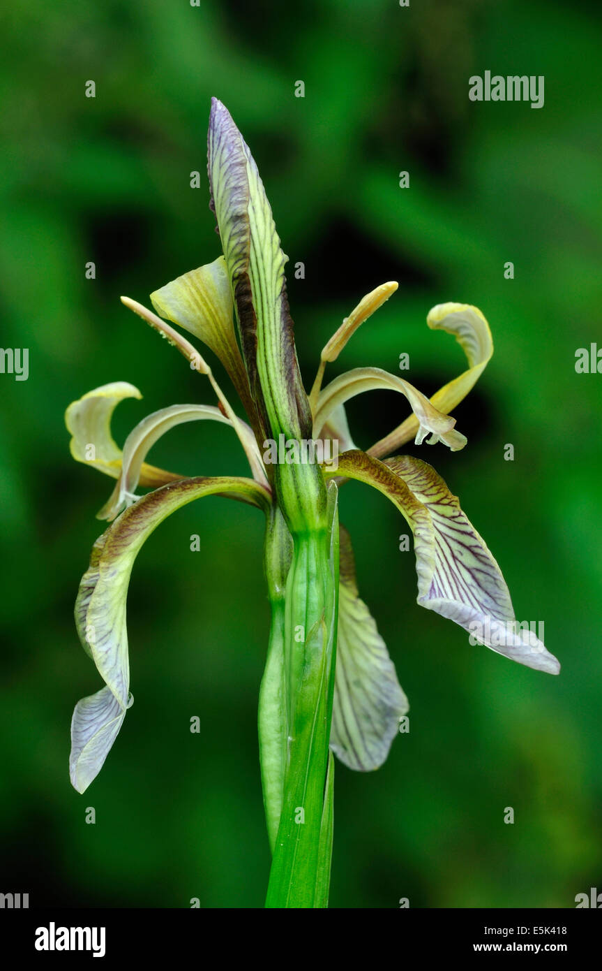 Un puzzolente fiore iris REGNO UNITO Foto Stock