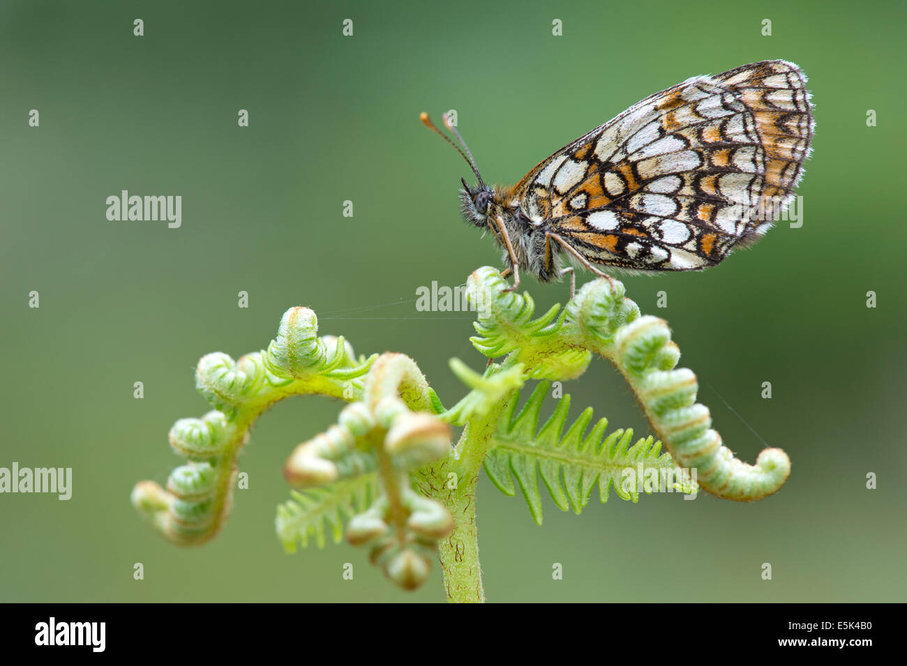 Heath fritillary butterfly (Melitaea athalia), Regno Unito Foto Stock