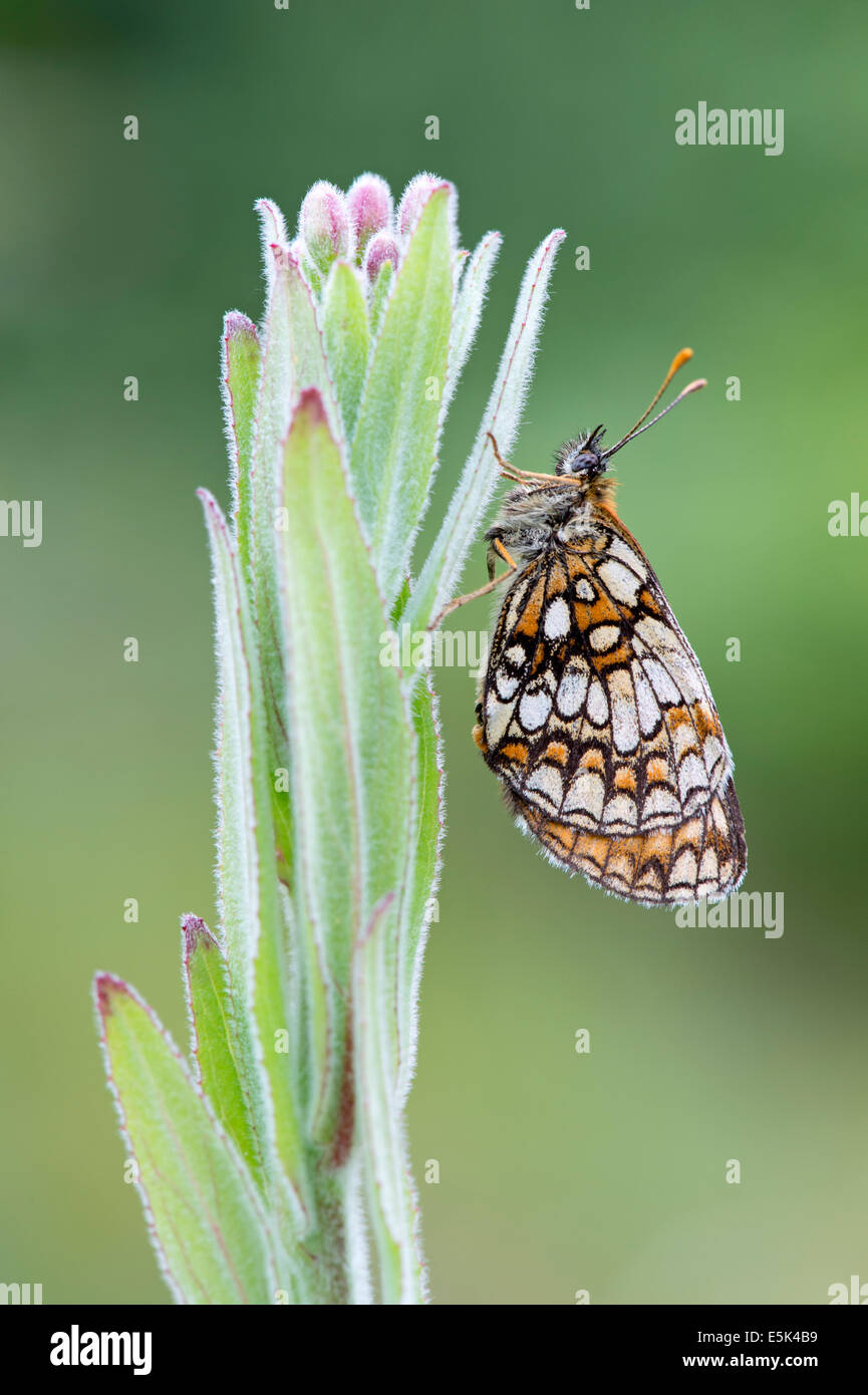 Heath fritillary butterfly (Melitaea athalia), Regno Unito Foto Stock