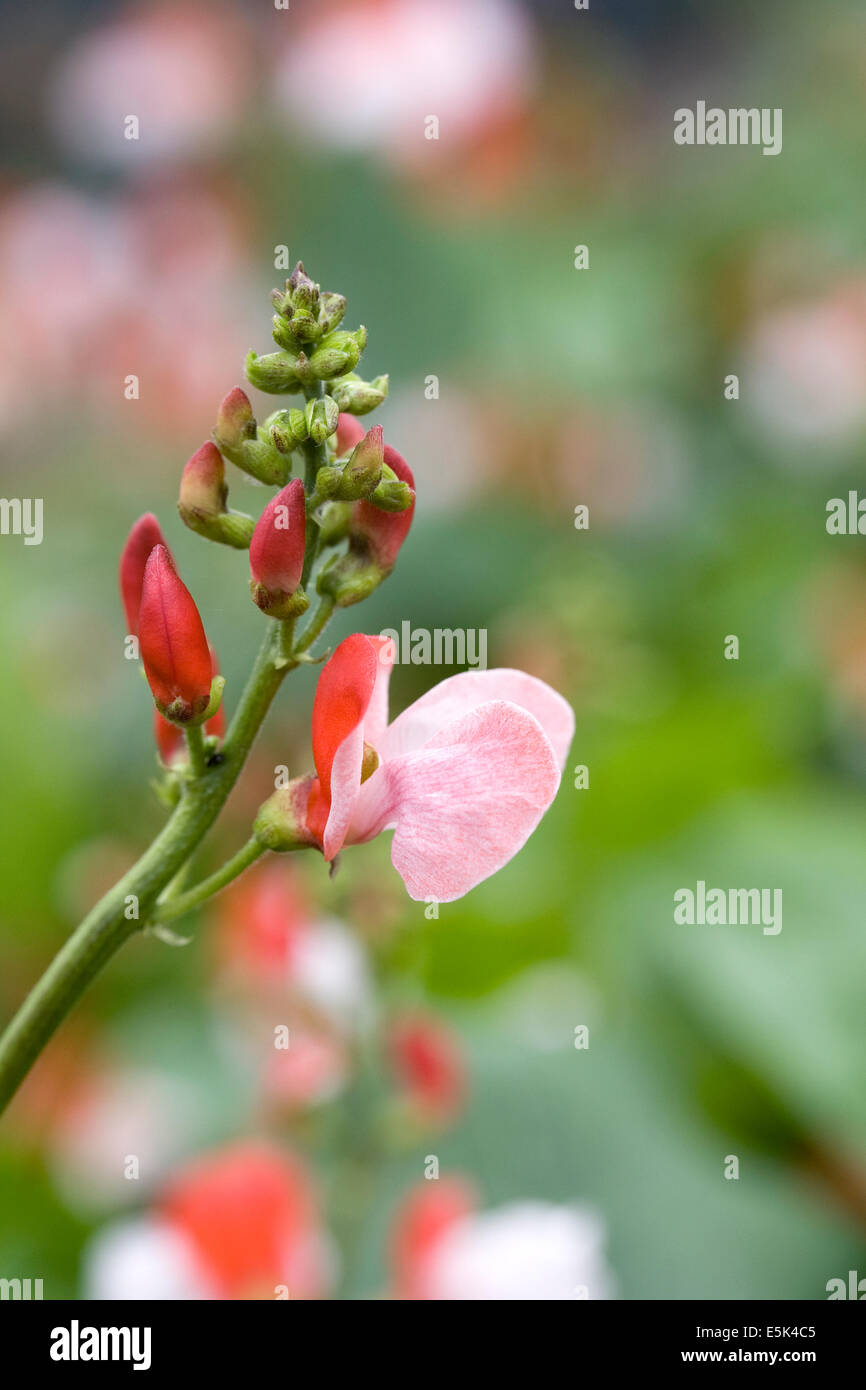 Phaseolus coccineus. Dwarf Runner Bean 'Hestia' Fiore. Foto Stock