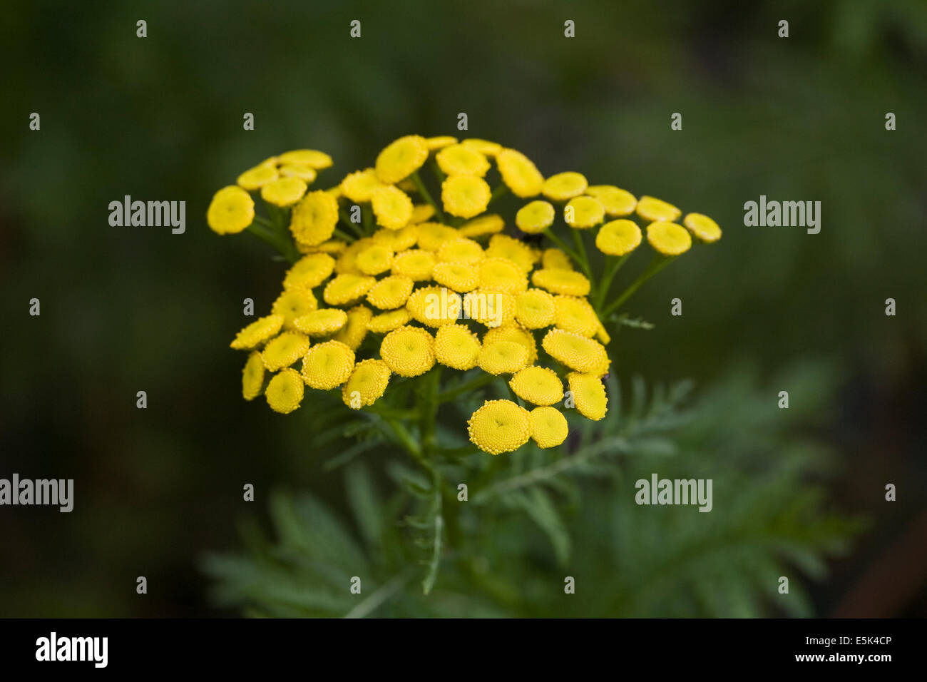 Tanacetum vulgare. Tansy fiori. Foto Stock