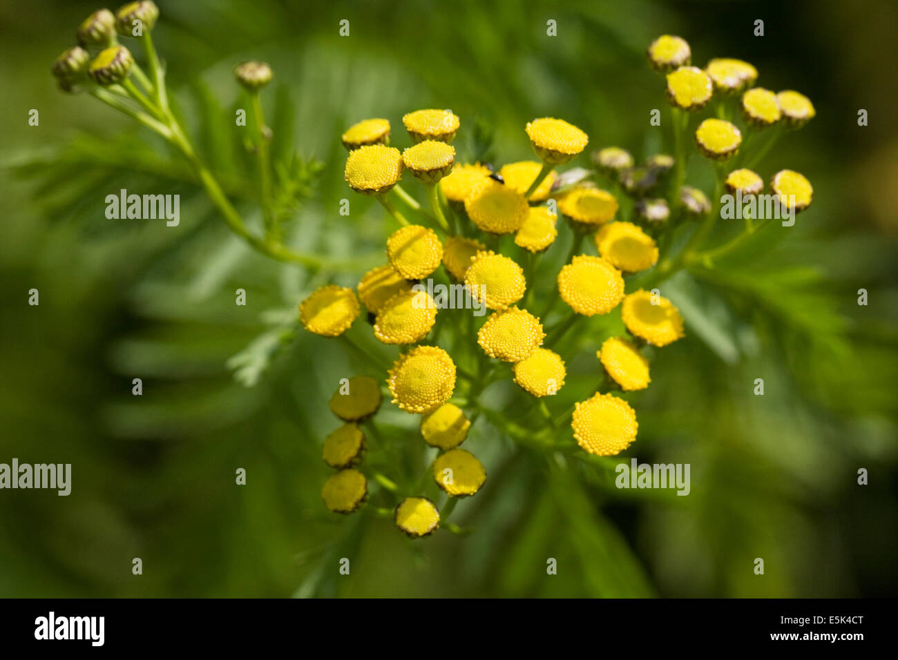 Tanacetum vulgare. Tansy fiori. Foto Stock