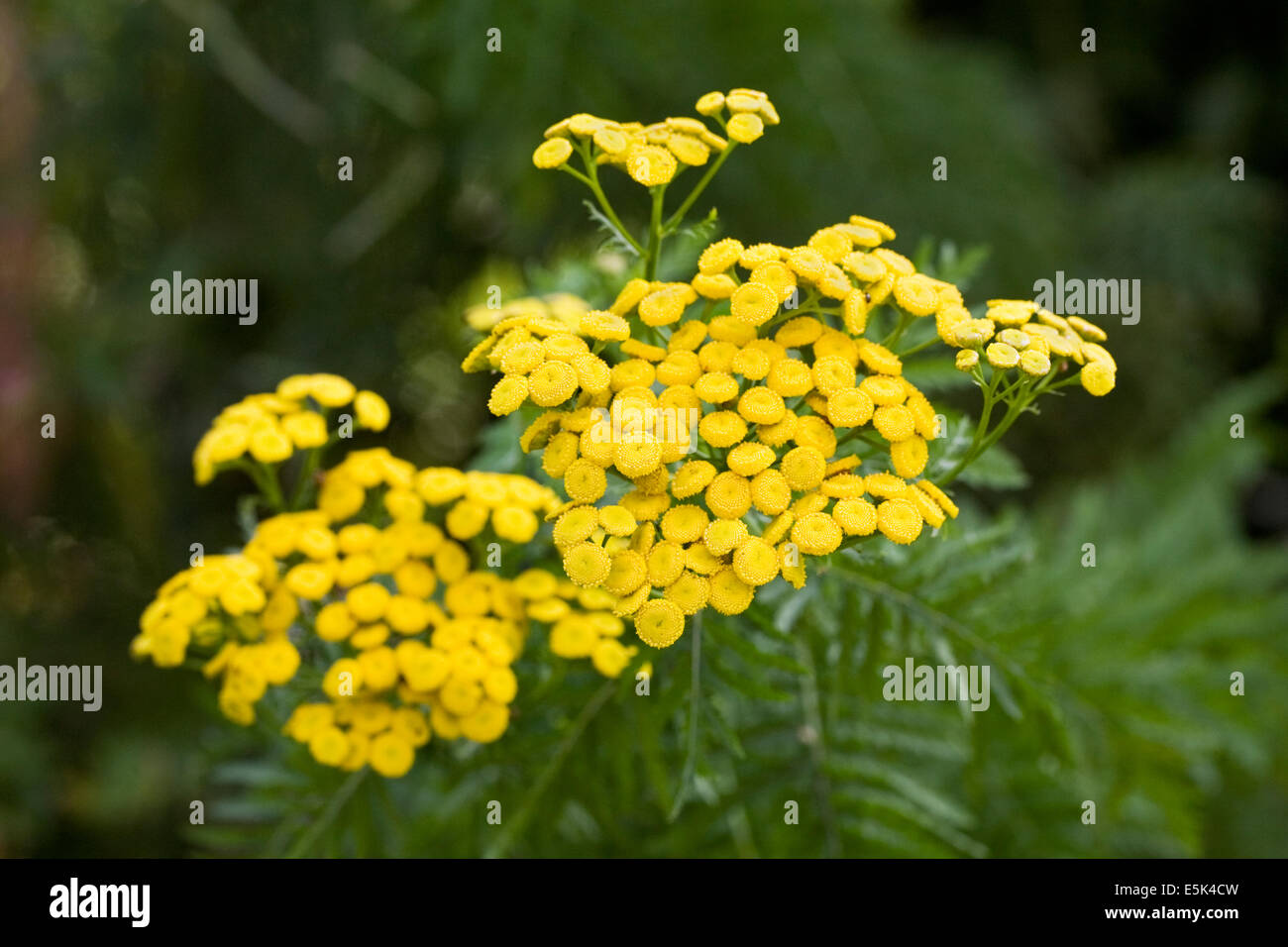 Tanacetum vulgare. Tansy fiori. Foto Stock