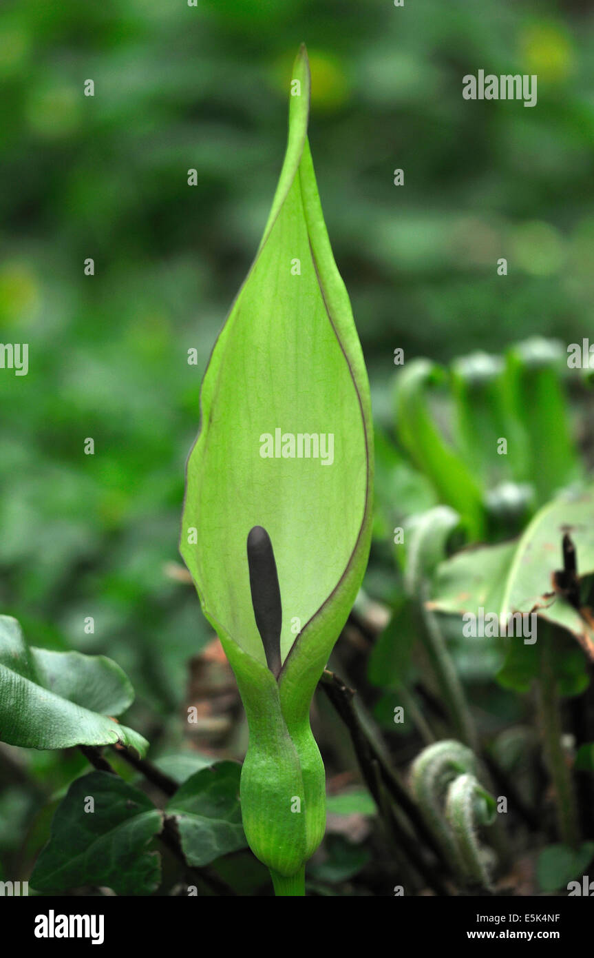 Un arum lily, molla REGNO UNITO Foto Stock