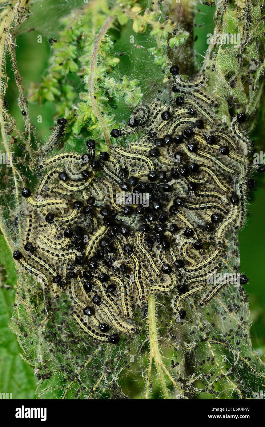 Scarlet tiger moth bruchi alimentare su nettle REGNO UNITO Foto Stock