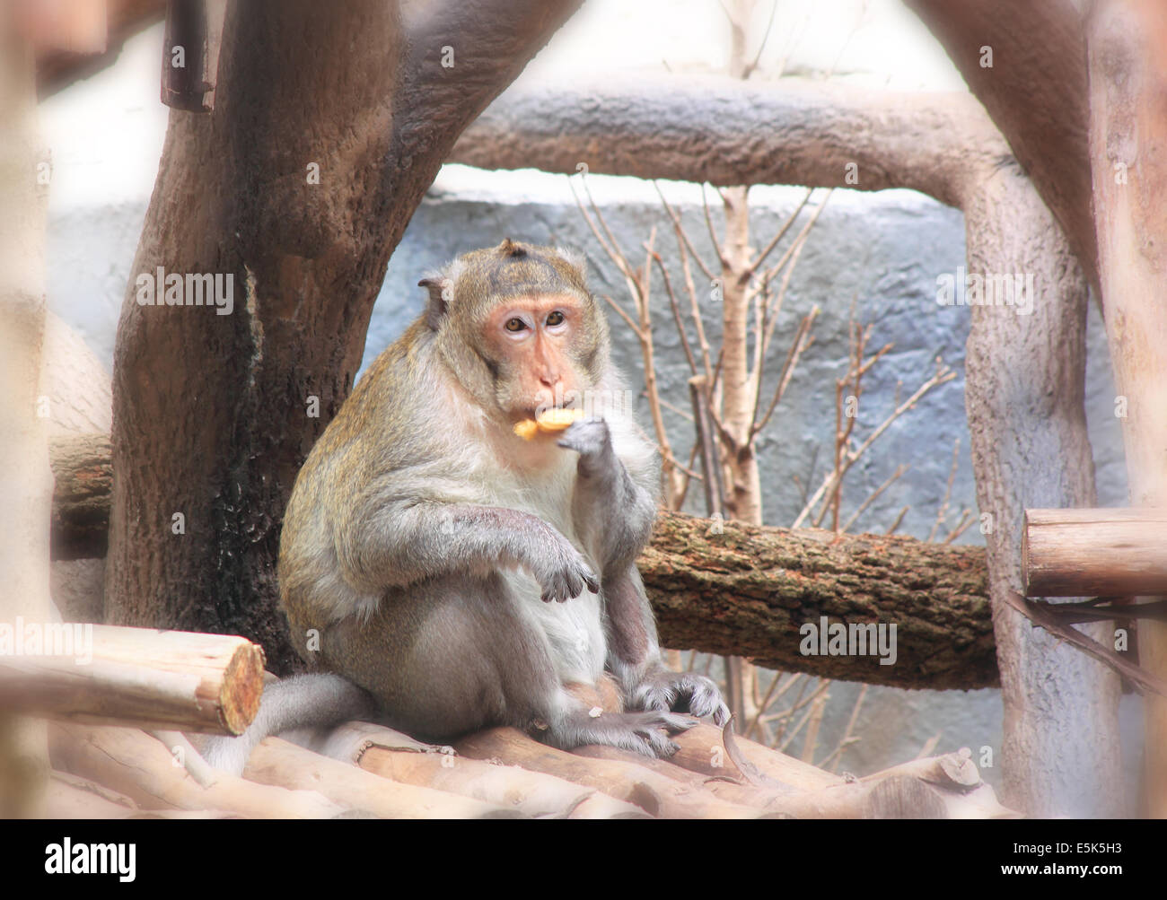 Le scimmie carino wildlife natura scimmie Thailandia Chiang Mai Zoo. Foto Stock