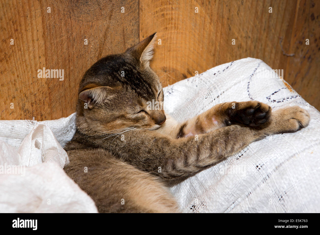 Il Bhutan orientale, Lhuentse Valley, Khoma village, gatto domestico addormentato sul sacco di localmente i tessuti Foto Stock