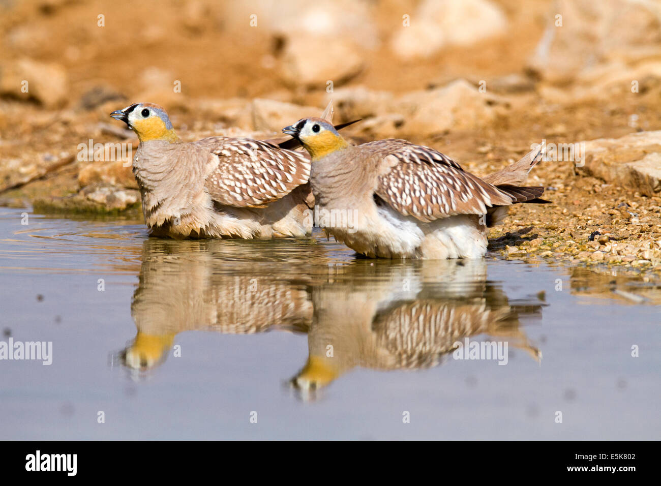 Maschio Sandgrouse incoronato (Pterocles coronatus) fotografato nel deserto del Negev, Israele Foto Stock