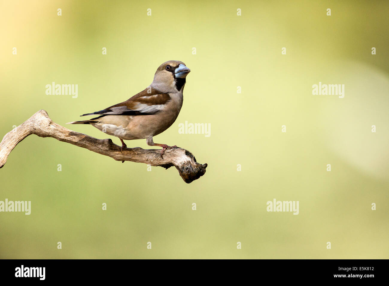 Hawfinch (Coccothraustes coccothraustes) appollaiato su un ramo. Questo finch ha coda corta e ha un forte becco per semi di cracking Foto Stock