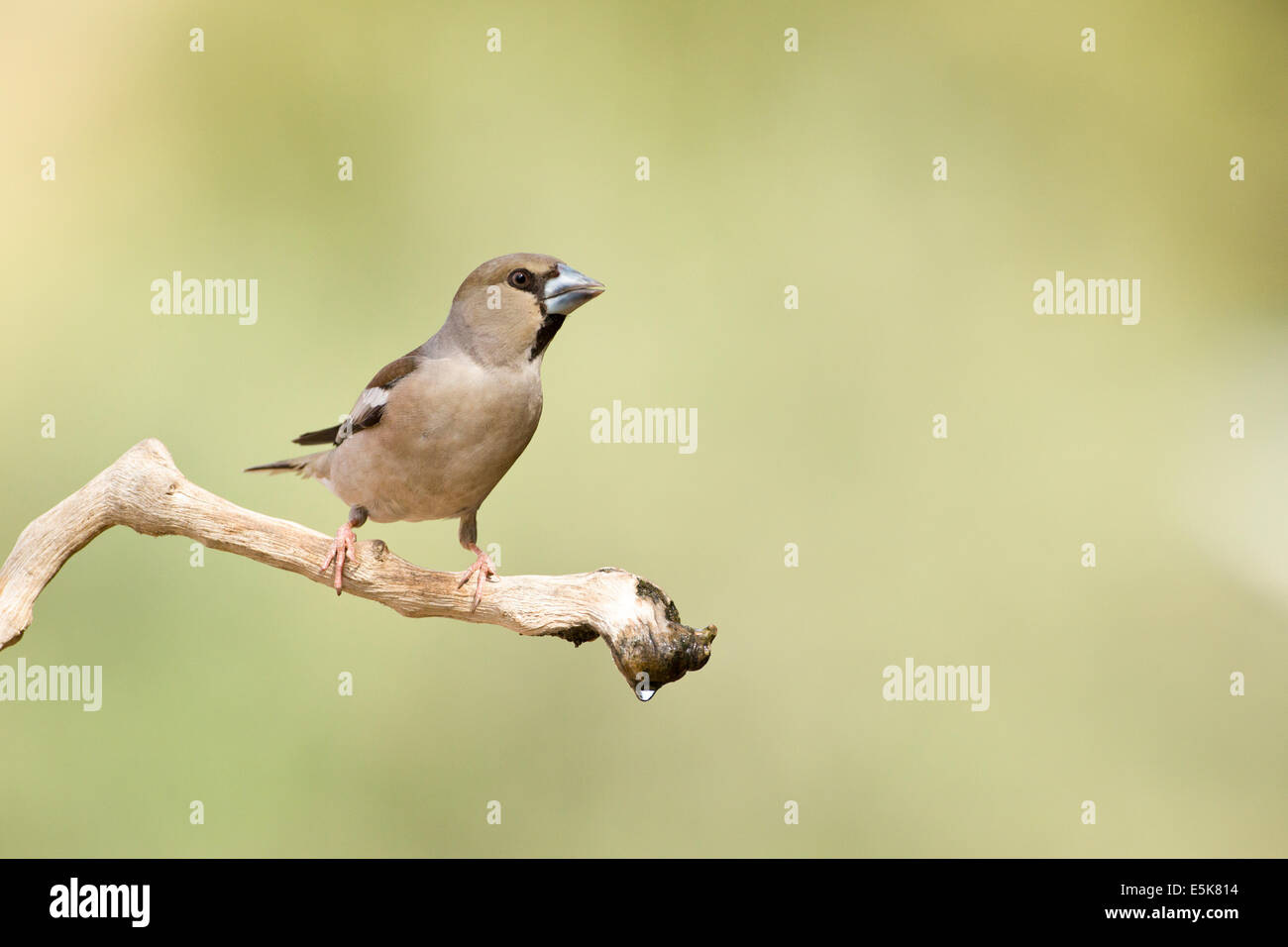 Hawfinch (Coccothraustes coccothraustes) appollaiato su un ramo. Questo finch ha coda corta e ha un forte becco per semi di cracking Foto Stock