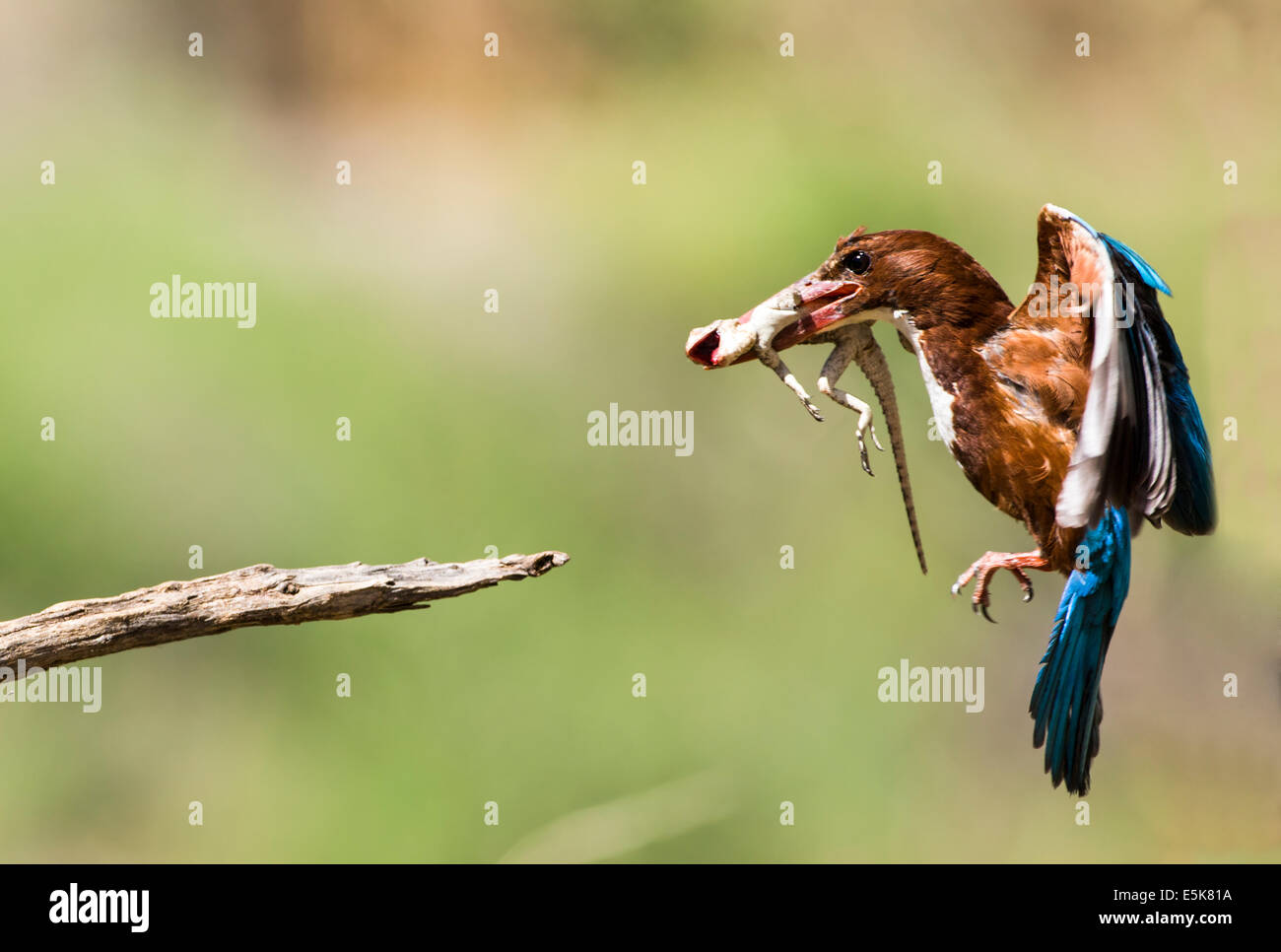 Bianco-throated Kingfisher (Halcyon smyrnensis) con una lucertola nel suo becco, fotografato in Israele Foto Stock