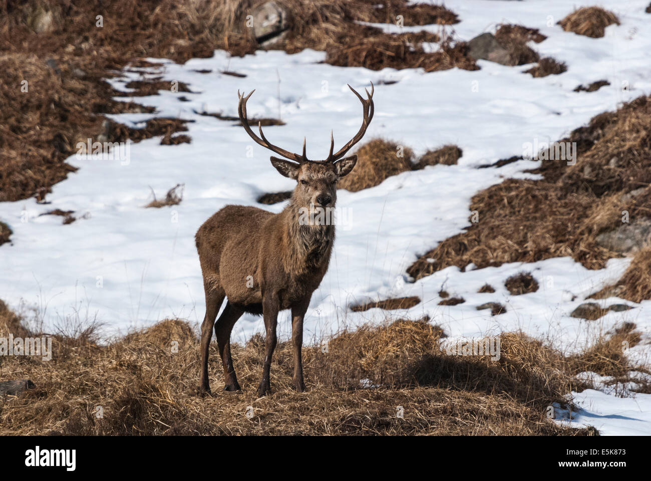 Un cervo rosso cervo, Cervus elaphus, tra la neve nelle Highlands scozzesi Foto Stock