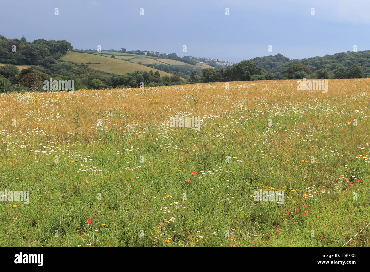 Prato di fiori selvaggi al Lost Gardens of Heligan, guardando verso Mevagissey, Cornwall, Regno Unito Foto Stock