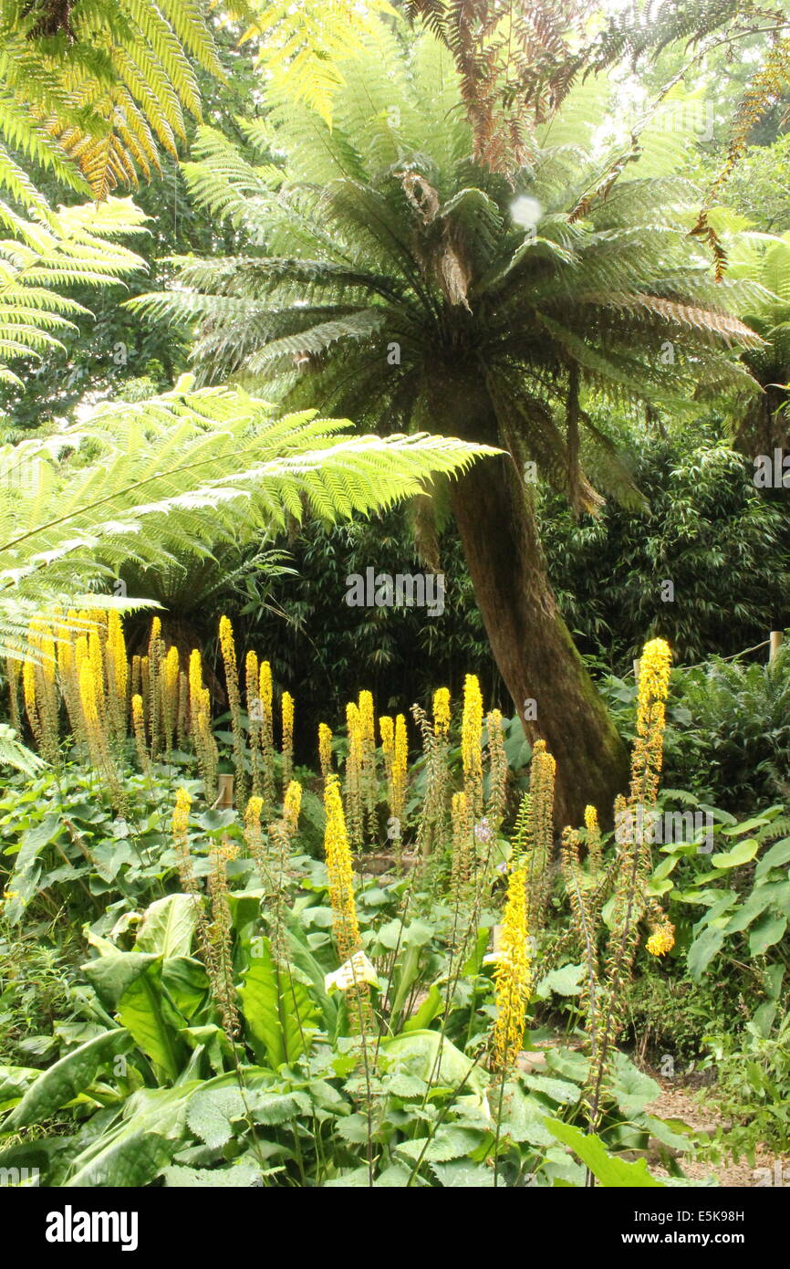Felci arboree e lussureggiante vegetazione in Fern Gulley, giungla, il Lost Gardens of Heligan, Cornwall, Regno Unito Foto Stock