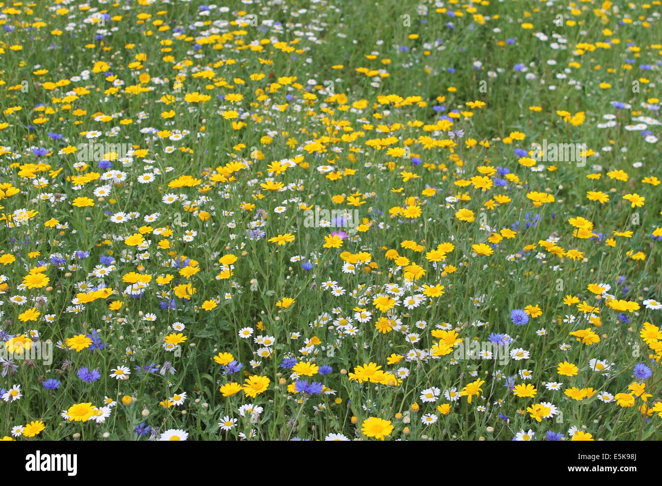 Margherite e cornflowers in estate pascoli fioriti al Lost Gardens of Heligan, Cornwall, Regno Unito Foto Stock