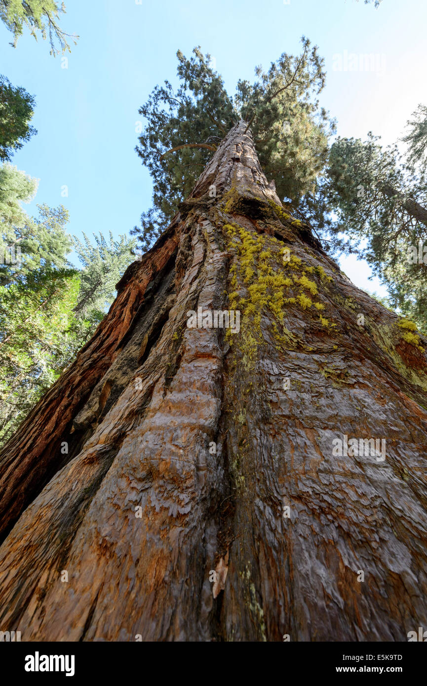 Sequoia gigante albero in Mariposa Grove, il Parco Nazionale di Yosemite Foto Stock