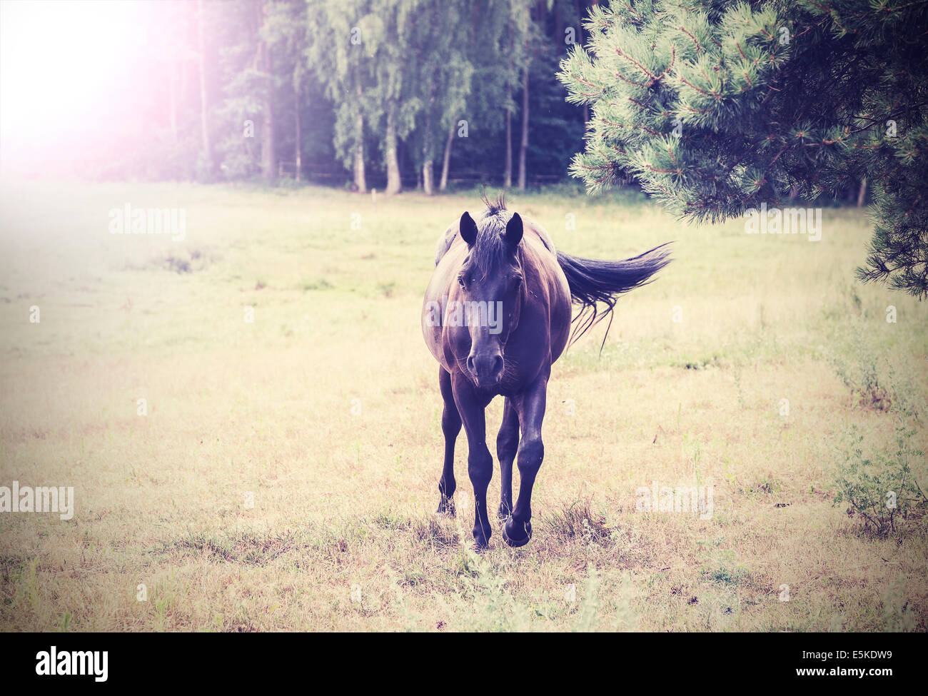 Horse vintage stile retrò Foto Stock