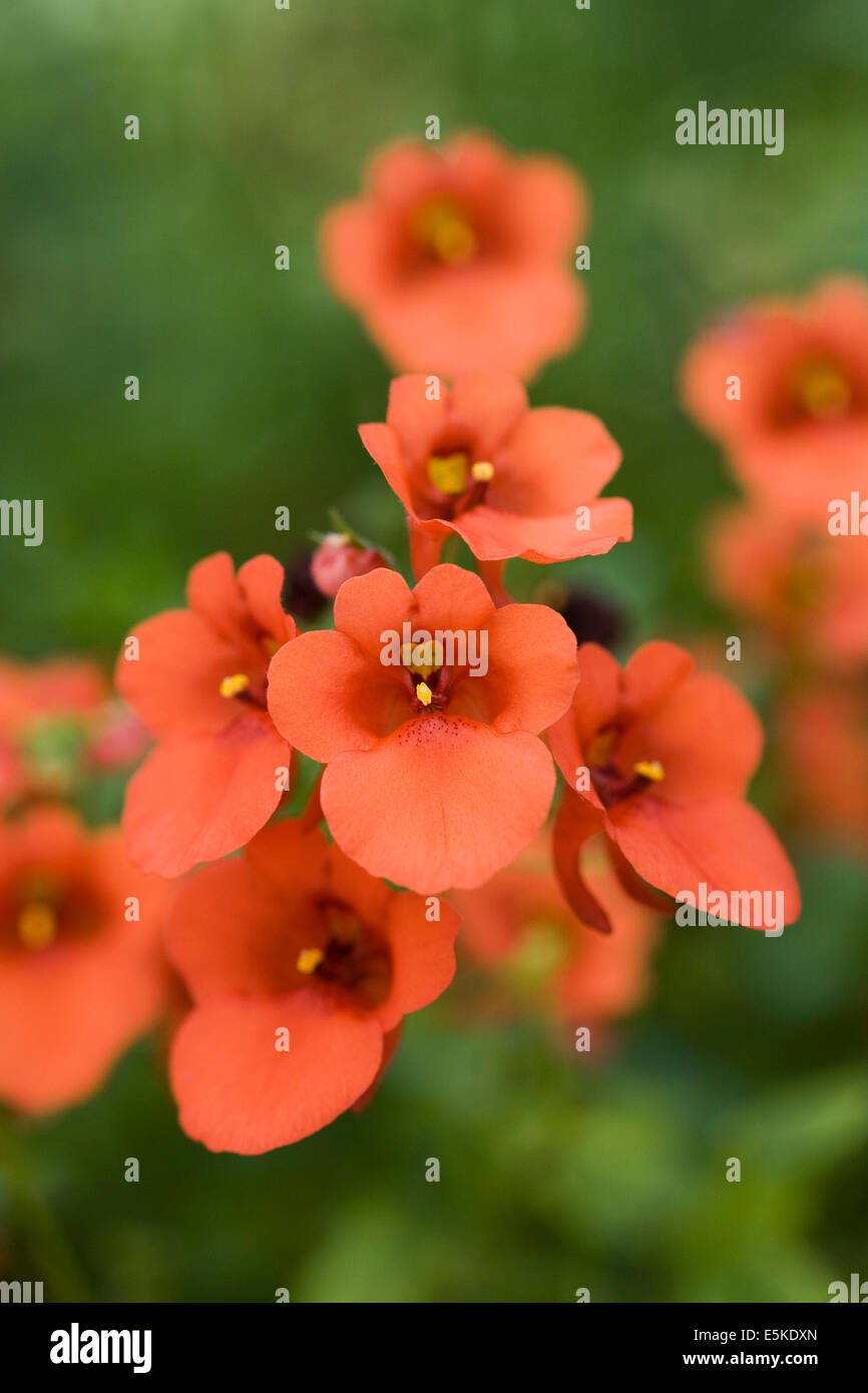 Diascia arancio fiori in un vaso in un giardino inglese. Foto Stock