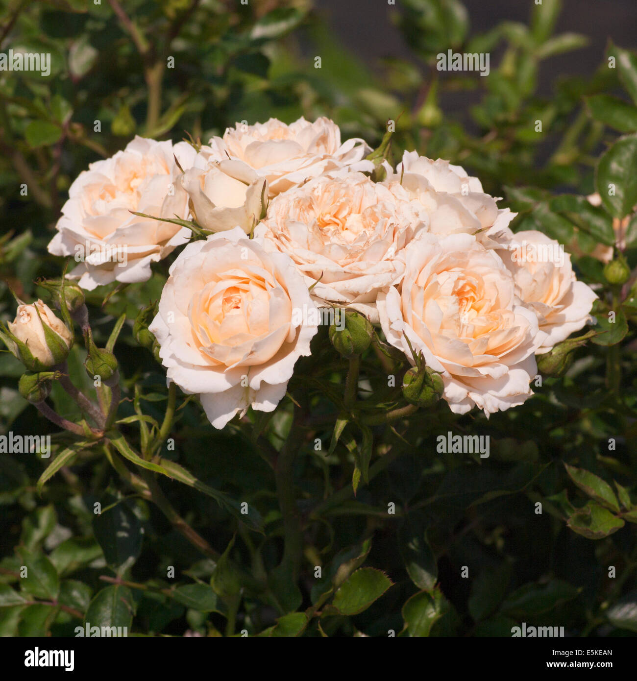 Patio Rose 'Champagne sogno" Foto Stock
