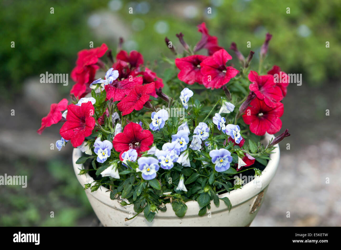 Nelle petunie colorate in giardino in fiore in vaso Foto Stock