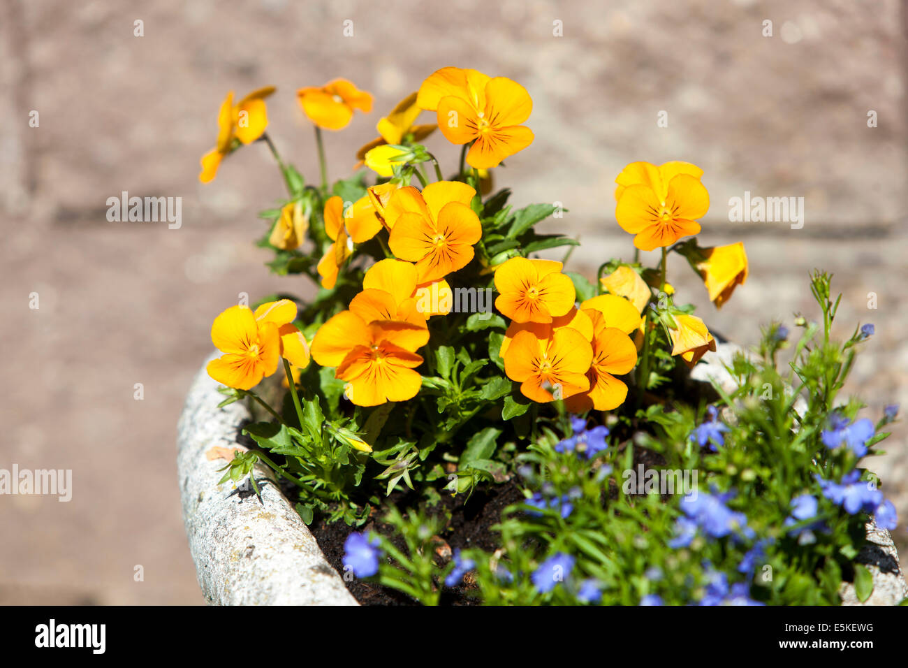 Pentola di viole giallo in giardino Foto Stock