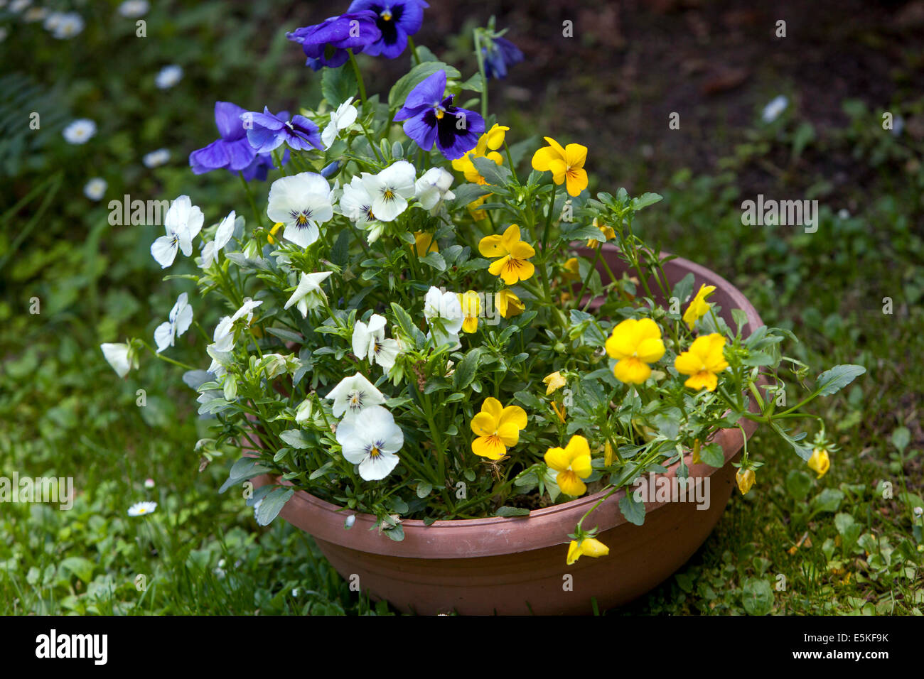Pentola di viole in giardino Foto Stock