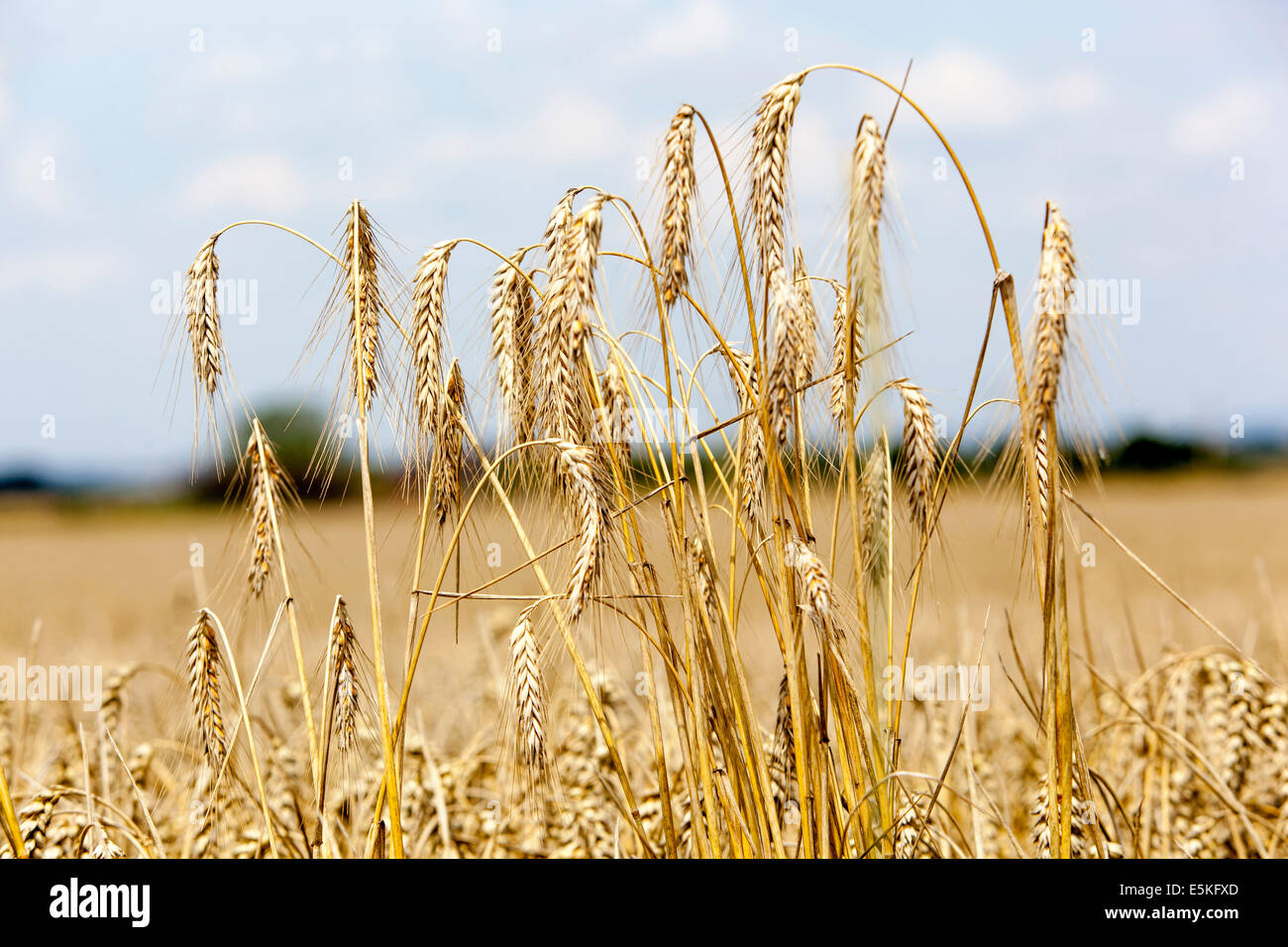 Le spighe di grano immagini e fotografie stock ad alta risoluzione - Alamy