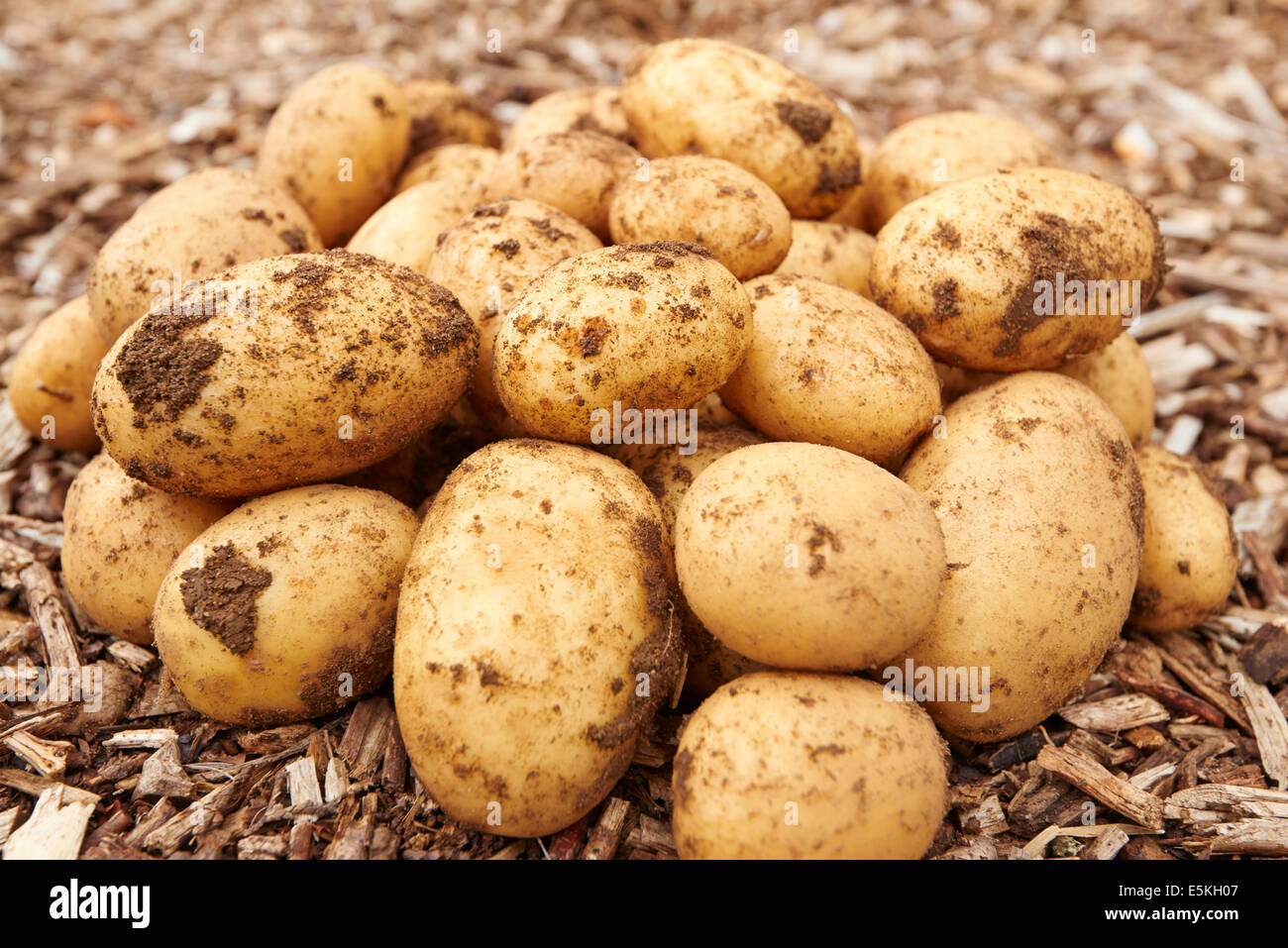Appena scavato patate su un chip di corteccia di percorso di assegnazione Foto Stock